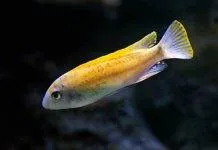 Fiche du poisson Labeotropheus trewavasae Labeotropheus trewavasae