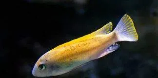 Labeotropheus trewavasae
