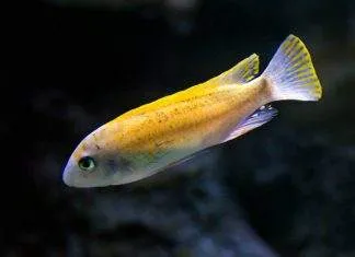 Labeotropheus trewavasae