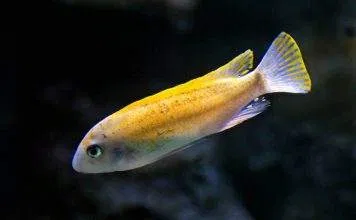 Fiche du poisson Labeotropheus trewavasae Labeotropheus trewavasae