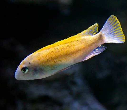 Labeotropheus trewavasae
