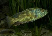 Leopard cichlid
