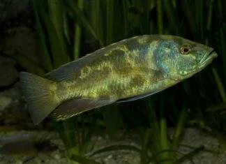 Leopard cichlid