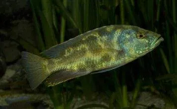 Fiche du poisson Nimbochromis polystigma Leopard cichlid