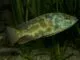 Fiche du poisson Nimbochromis polystigma Leopard cichlid