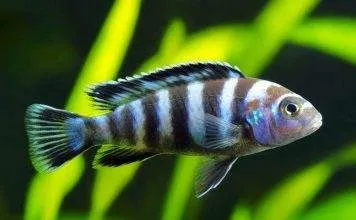 Fiche du poisson Maylandia zebra Maylandia zebra