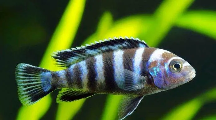 Fiche du poisson Maylandia zebra Maylandia zebra