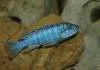 Melanochromis joanjohnsonae