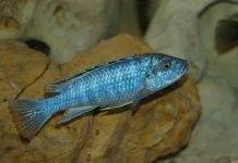 Melanochromis joanjohnsonae