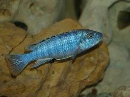 Melanochromis joanjohnsonae