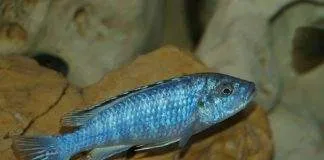 Melanochromis joanjohnsonae