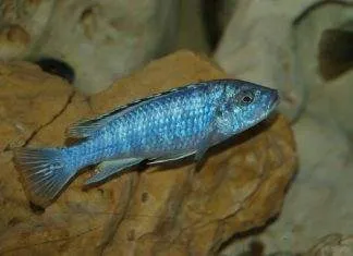 Melanochromis joanjohnsonae