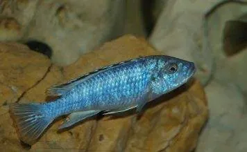 Melanochromis joanjohnsonae