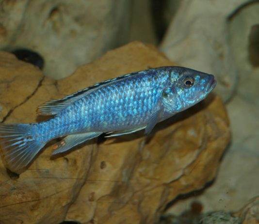 Melanochromis joanjohnsonae