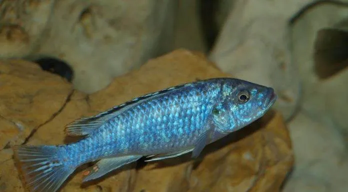 Melanochromis joanjohnsonae
