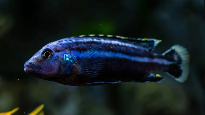 Melanochromis kaskazini