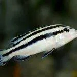 Melanochromis parallelus