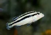 Fiche du poisson Melanochromis kaskazini Melanochromis parallelus