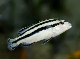 Melanochromis parallelus