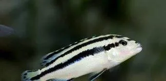 Melanochromis parallelus