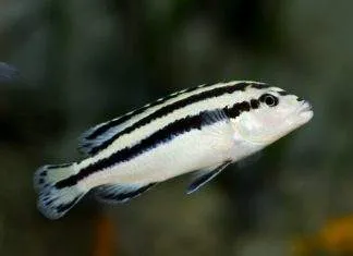 Melanochromis parallelus