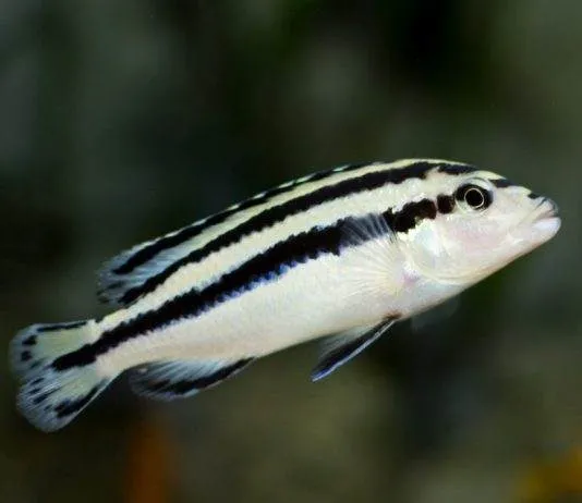 Melanochromis parallelus