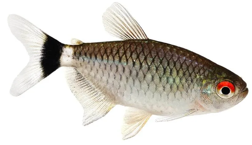 Moenkhausia sanctaefilomenae