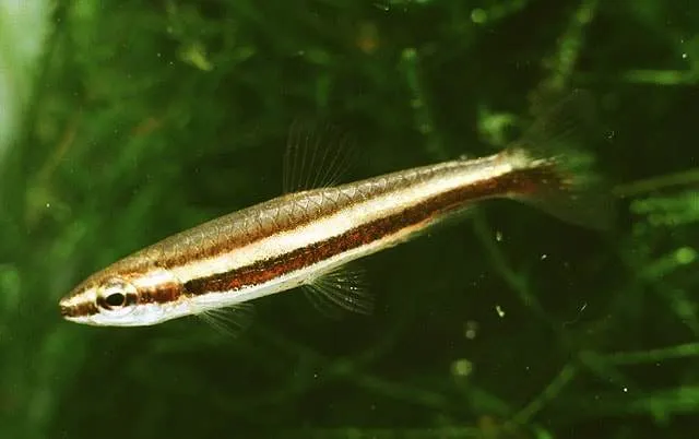 Nannostomus digrammus