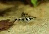 Fiche du poisson Nannostomus espei Nannostomus espei