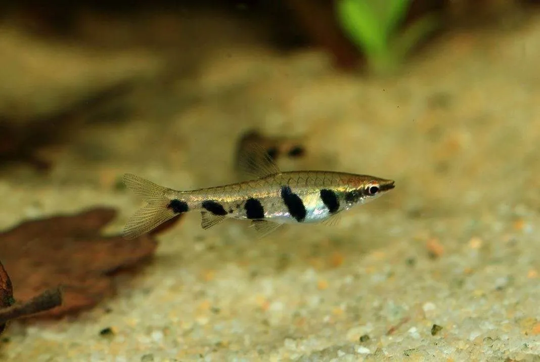 Nannostomus espei Nannostomus espei
