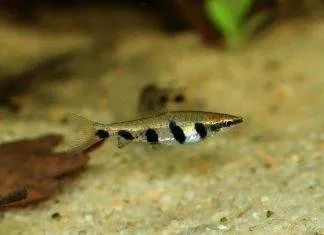 Fiche du poisson Nannostomus espei Nannostomus espei