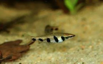 Nannostomus espei