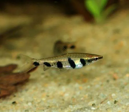 Nannostomus espei