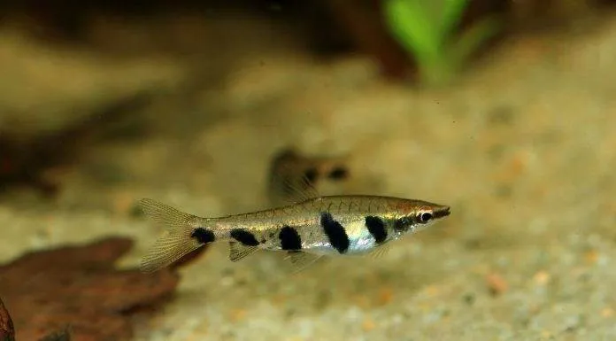 Nannostomus espei