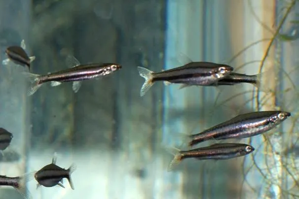 Nannostomus marilynae