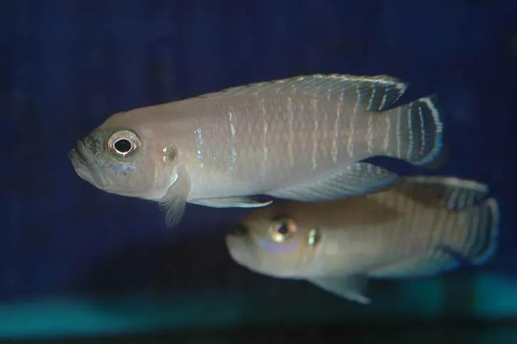 Neolamprologus brevis