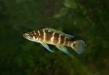 Neolamprologus cylindricus