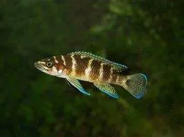 Neolamprologus cylindricus