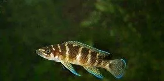 Neolamprologus cylindricus