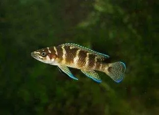 Neolamprologus cylindricus