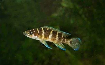 Neolamprologus cylindricus