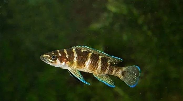 Fiche du poisson Neolamprologus cylindricus Neolamprologus cylindricus