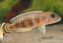 Neolamprologus meeli