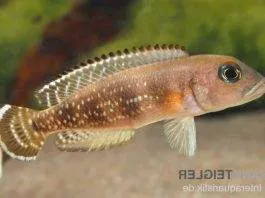 Neolamprologus meeli