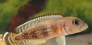 Neolamprologus meeli