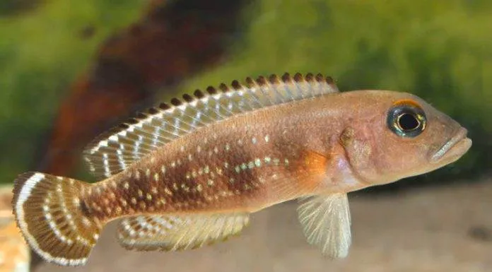 Neolamprologus meeli