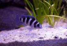 Neolamprologus tretocephalus