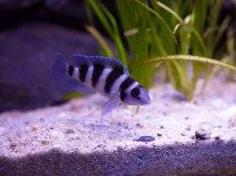 Neolamprologus tretocephalus