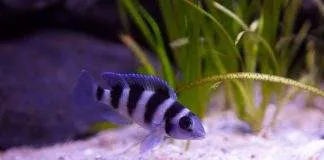 Neolamprologus tretocephalus