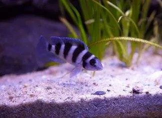 Neolamprologus tretocephalus